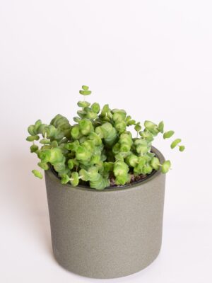 Kalju-turdleht ‘Hottentot’ P9