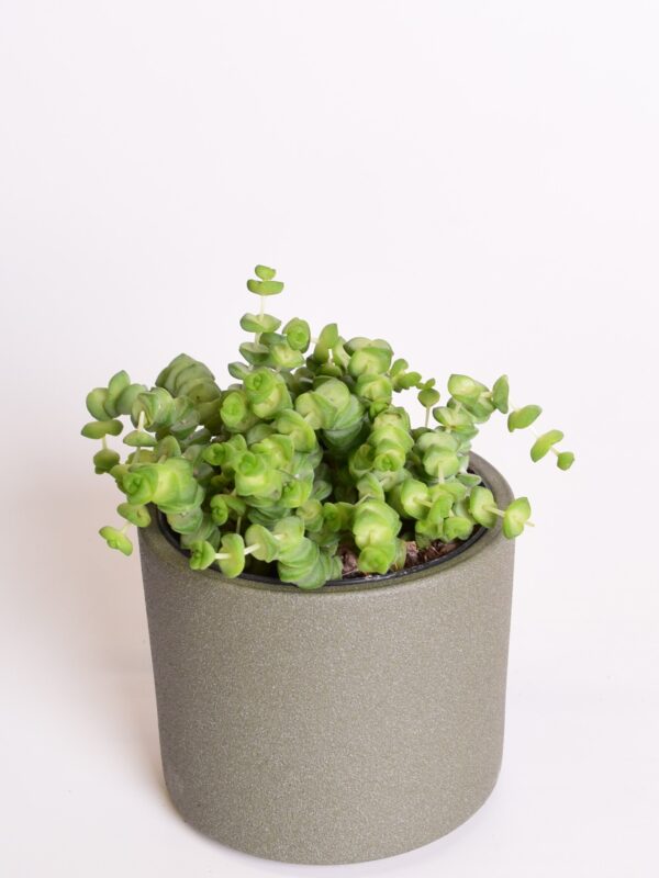 Kalju-turdleht 'Hottentot' P9