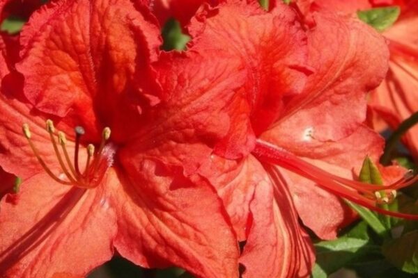 Asalea 'Satan' P23 30-40cm