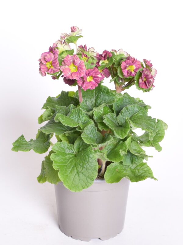 Kuhikpriimula P12 erinevad