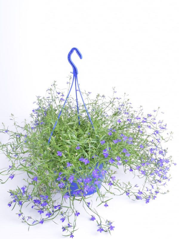 Sinilobeelia P25 35cm ampel