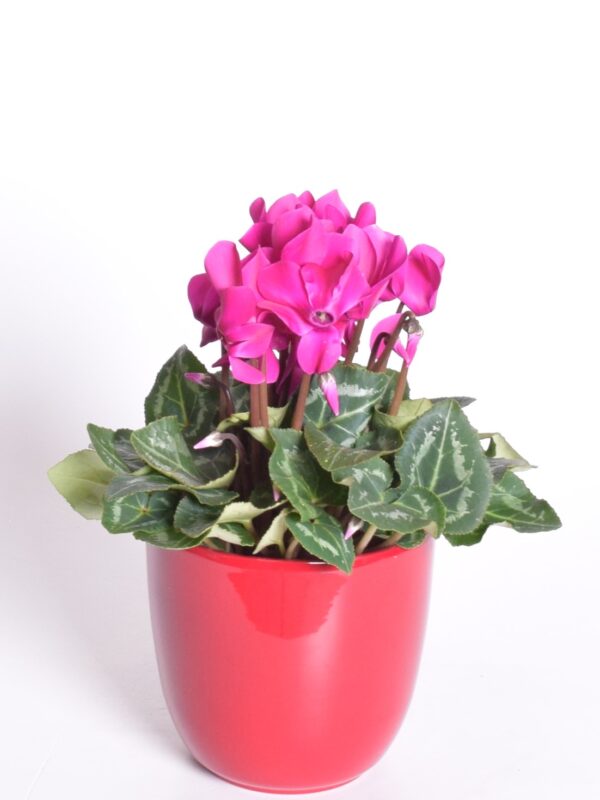 Alpikann P12 erinevad