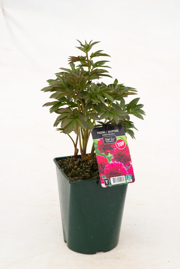 Pojeng 'Red Grace' P19