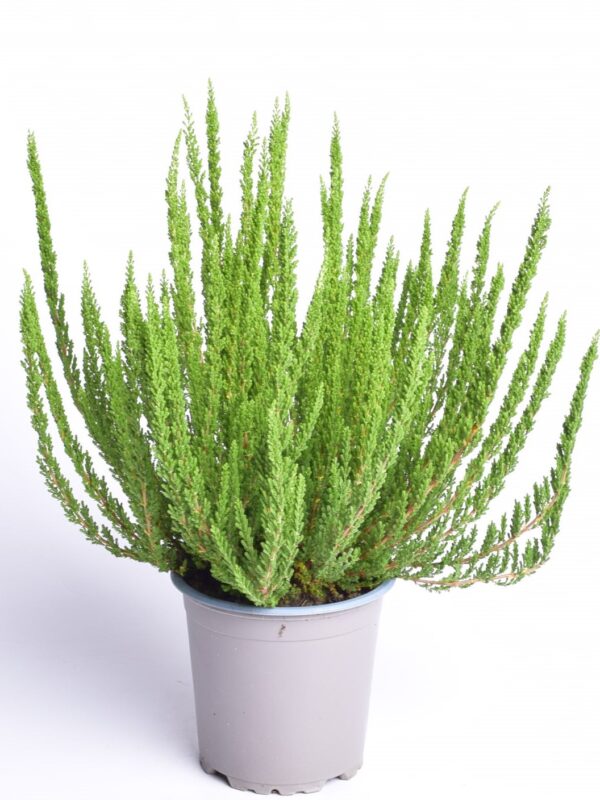 Kanarbik P11/P12 erinevad