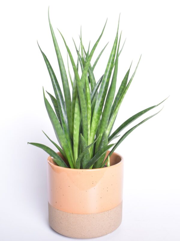 Tihe havisaba 'Friends' P15