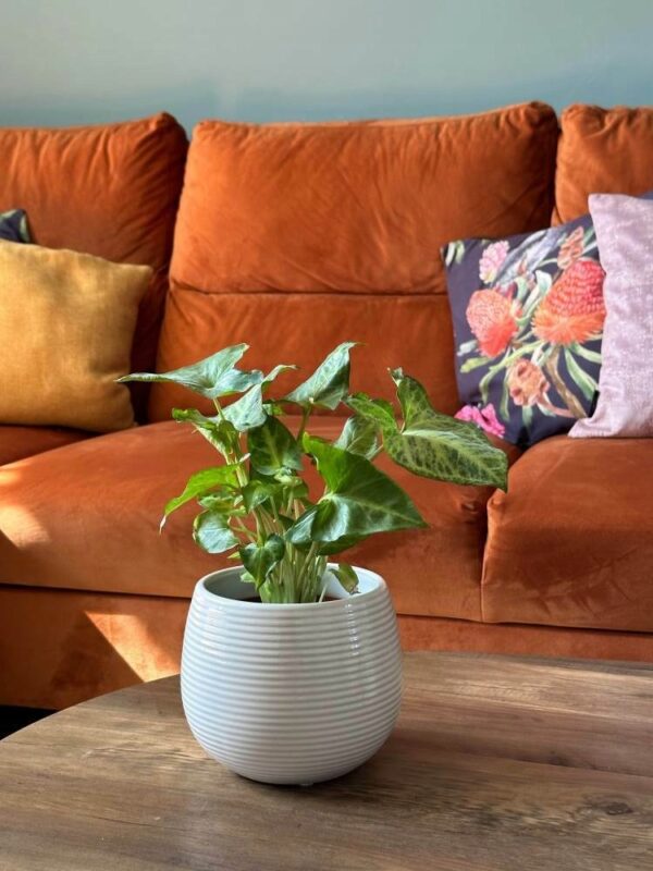 Lillepott Vintage triibud Ø15x h13cm valge