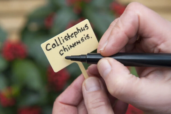 Taimesilt T Nature 10tk/pk kollane 13cm