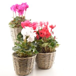 Alpikann Rococo P13/P14 Eestis kasvatatud