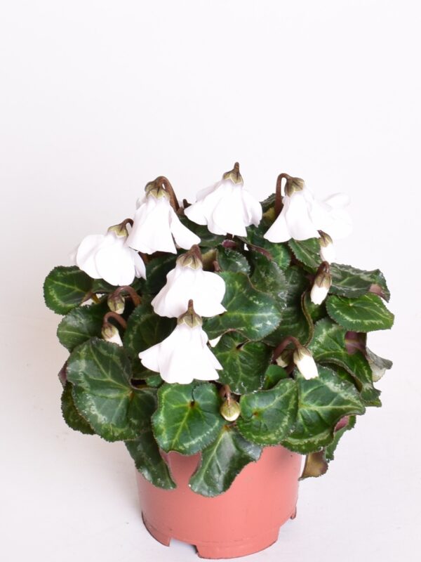 Alpikann 'Petticoat' P10,5