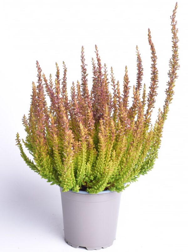 Kanarbik P11/P12 erinevad