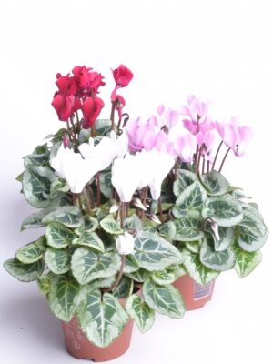 Alpikann P9 erinevad