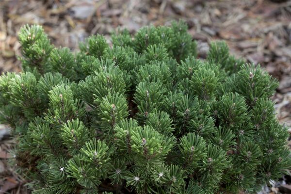 Mägimänd 'Sherwood Compact' P49 60-70cm