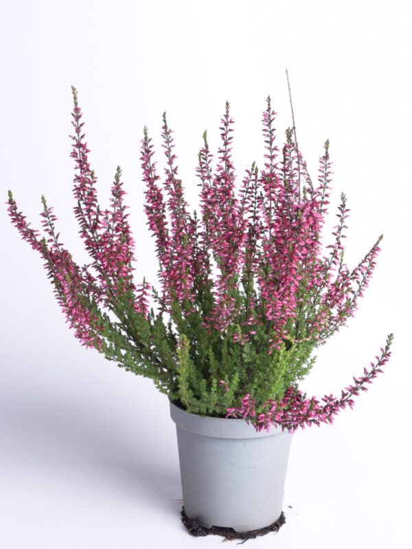 Kanarbik P9/P10 erinevad