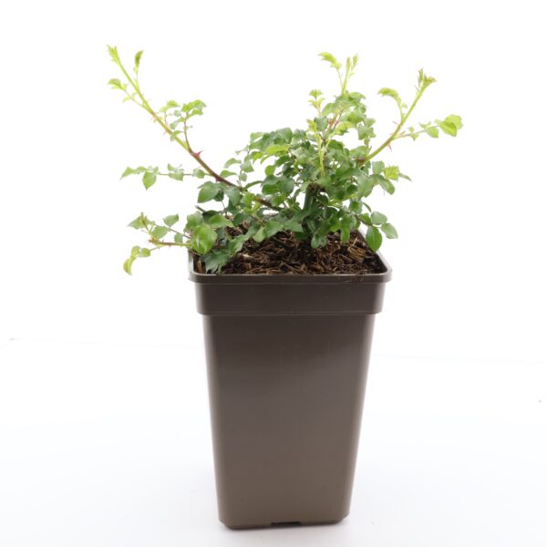 Pinnakatteroos 'Hotline' P17