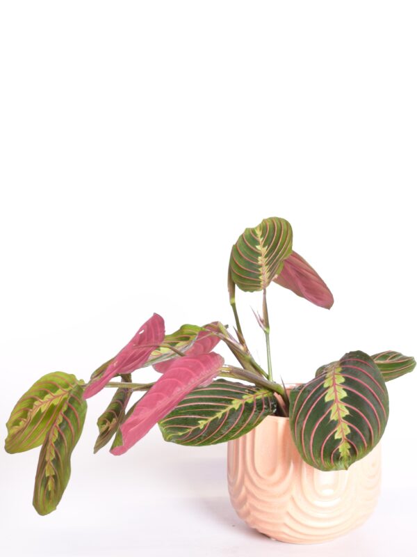 Valgeroodne maranta 'Fascinator' P12