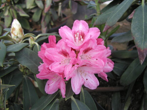 Rododendron 'Sneezy' P19 20-30cm