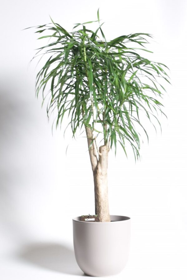 Käänd-draakonipuu 'Anita' P24 70cm haruline