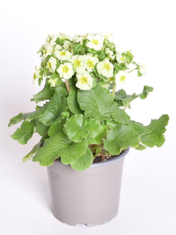 Kuhikpriimula P12 erinevad