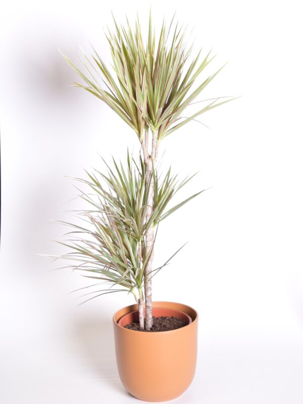 Ääris-draakonipuu 'Bicolor' P24 90-120cm 3tüve