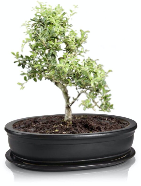 Lillepott Bonsai Ø32x24x h6cm must