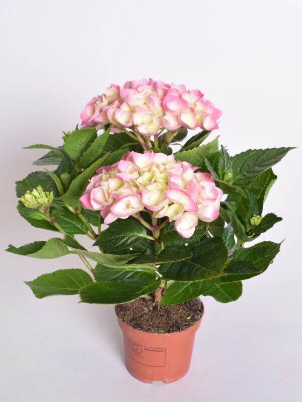 Suurelehine hortensia P10 ümbrispotis