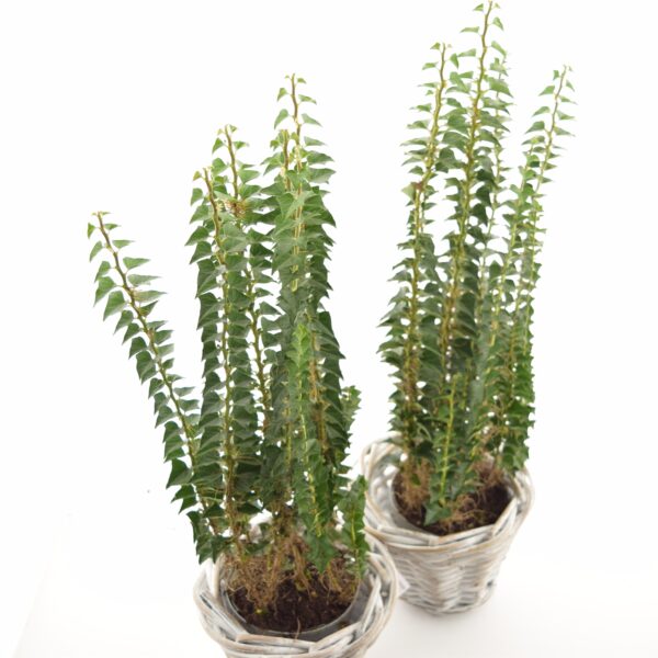 Harilik luuderohi 'Erecta' P13