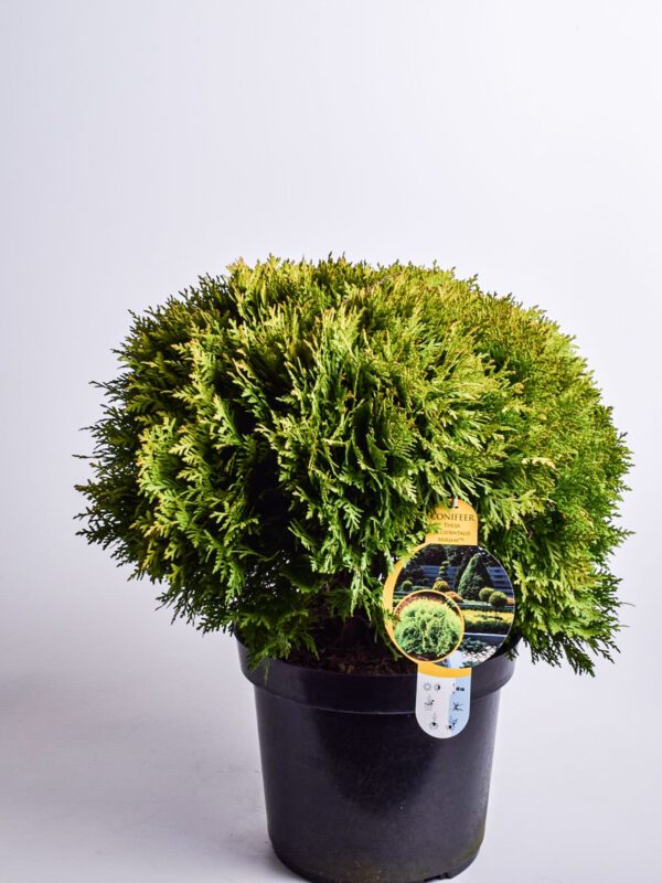 Harilik elupuu 'Mirjam' P30 30-35cm