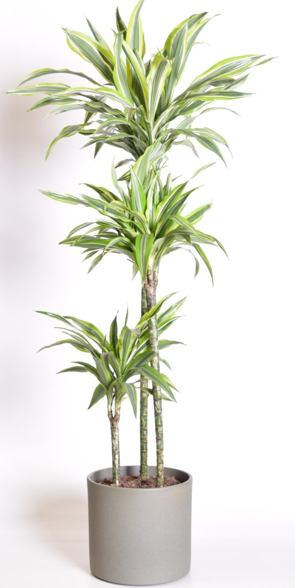 Dereema draakonipuu 'Lemon Lime' P24 70cm 3tüve