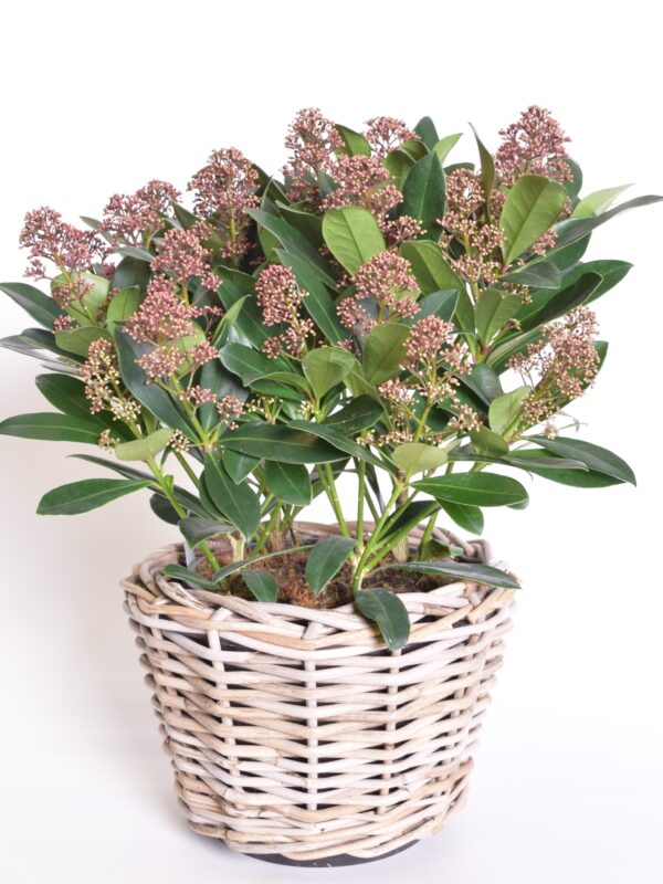 Jaapani skimmia 'Rubella' P26 60cm