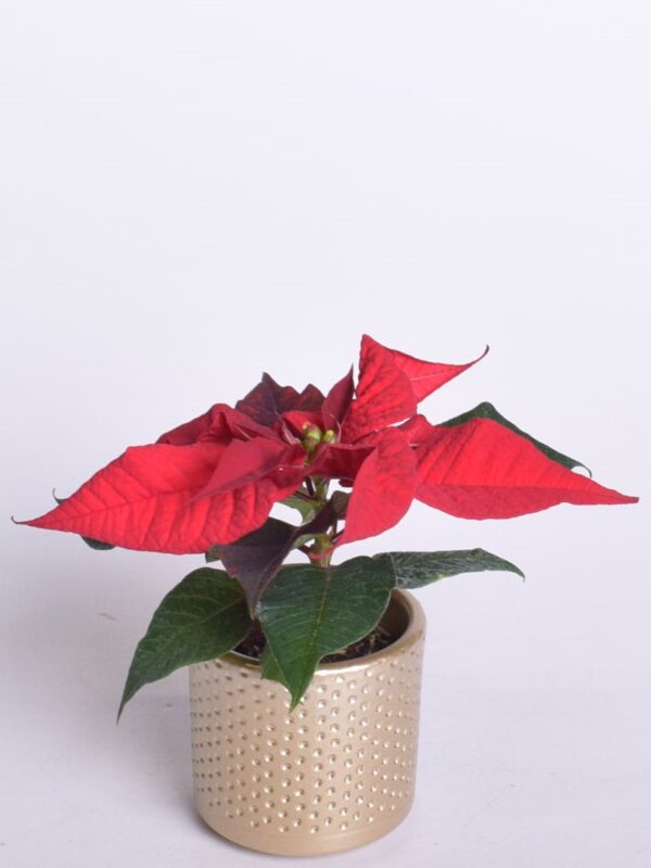 Jõulutäht P6 erinevad