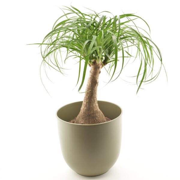 Käändnoliina (bokarna) P19 40cm 1tüvi