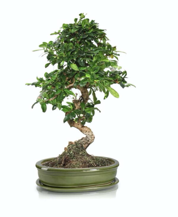 Lillepott Bonsai Ø32x24x h6cm roheline