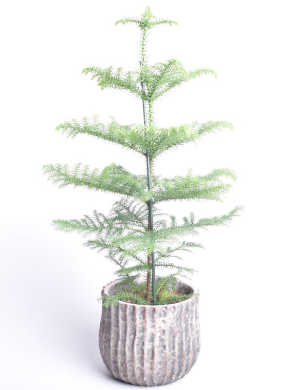 Kõrge araukaaria P17 50cm