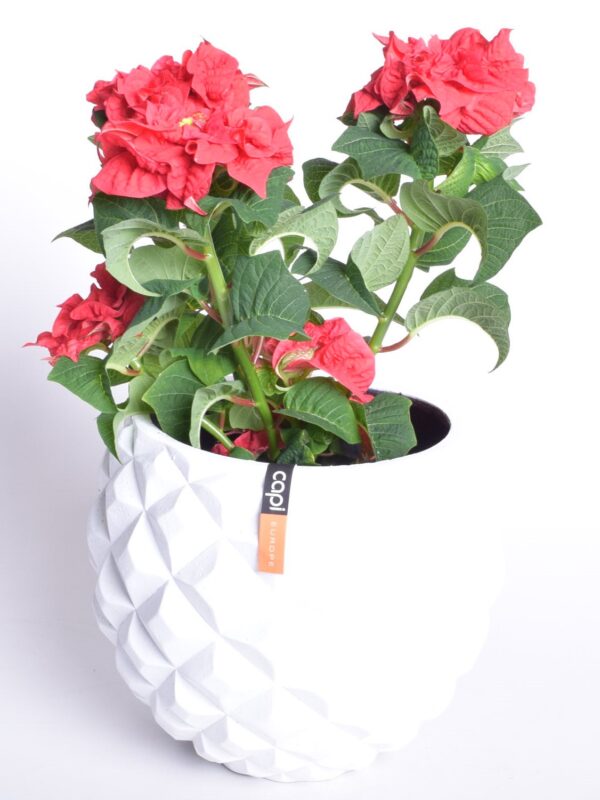 Jõulutäht 'Winter Rose' P13 20cm 5+ õiega