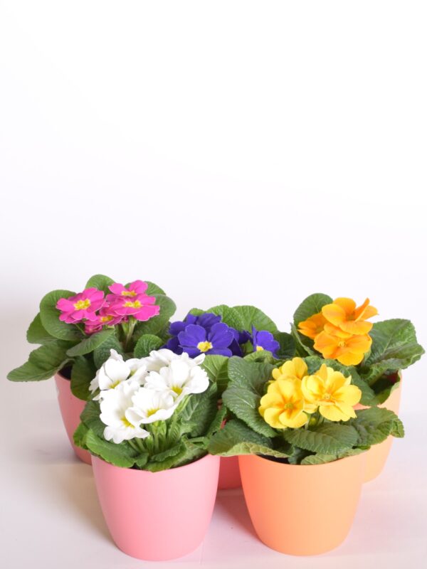 Varretu priimula P10 Eestis kasvatatud