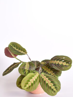 Valgeroodne maranta ‘Fascinator’ P12