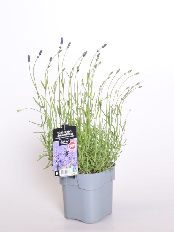 Tähklavendel 'Hidcote' P17 Eestis kasvatatud