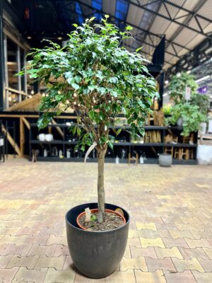 Bensoe-viigipuu ‘Danielle’ P30 100cm tüvel