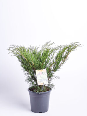 Sabiina kadakas C3/P19 25-30cm