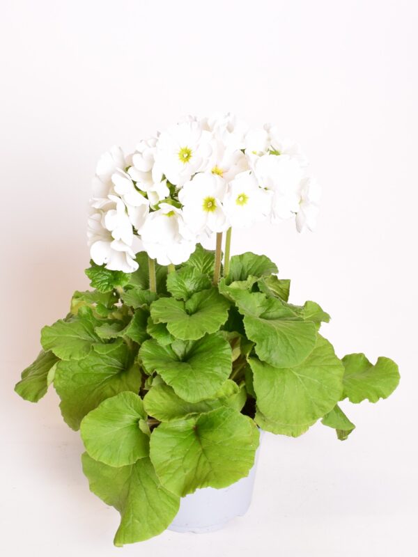 Kuhikpriimula P12 erinevad