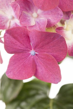 Suurelehine hortensia P10/P12 erinevad