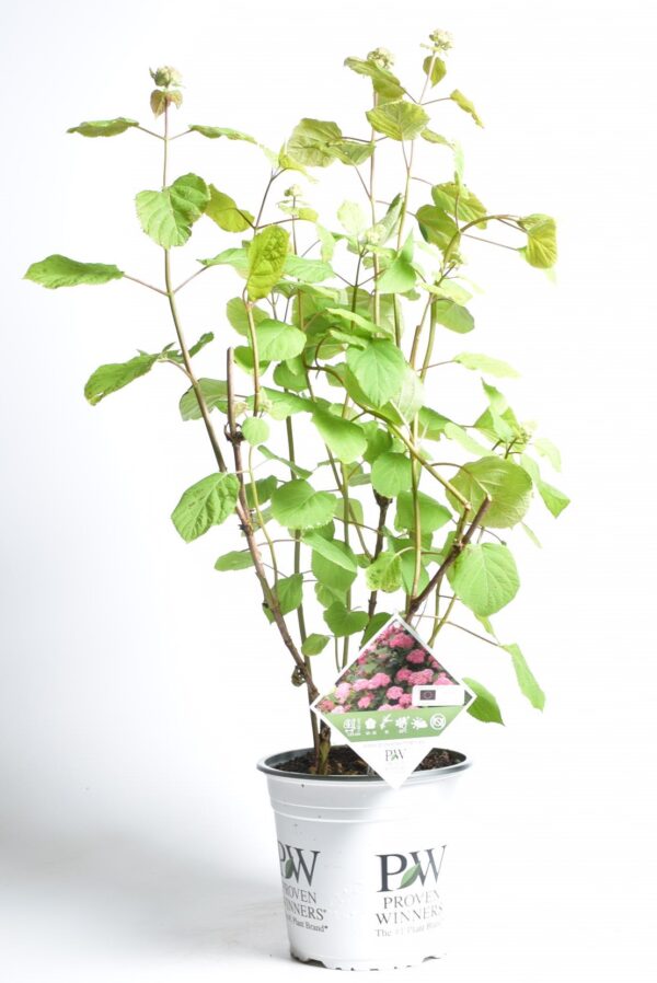 Puishortensia 'Pink Annabelle' P19