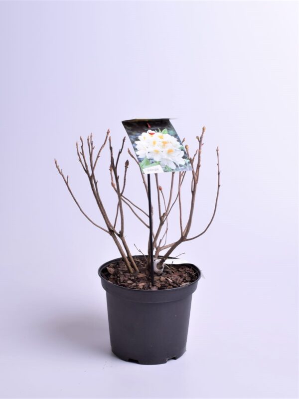 Asalea 'Persil' P23 40-50cm