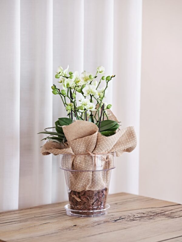 Lillepott Porto Ø20x h21,5cm läbipaistev