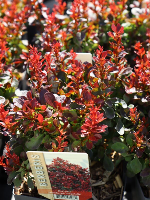 Thunbergi kukerpuu 'Bagatelle' P19