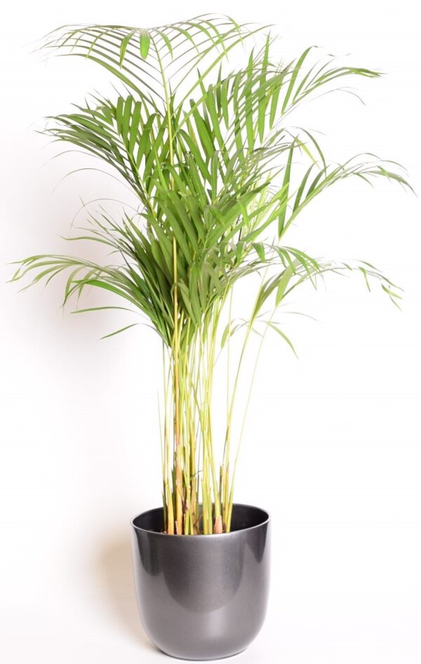 Kollakas pisipalm (kuldviljakpalm) P23 90cm