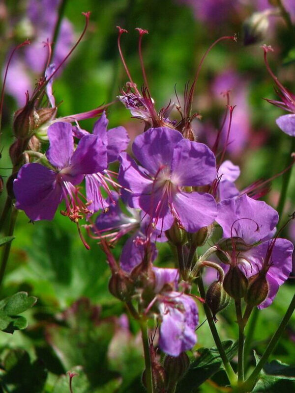 Viljatu kurereha 'Cambridge' P12 Eestis kasvatatud