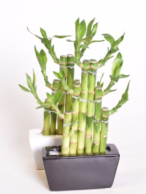 Sanderi draakonipuu “õnnebambus” ümbrispotis kandiline