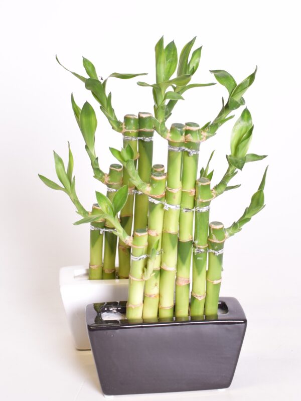 Sanderi draakonipuu "õnnebambus" ümbrispotis kandiline