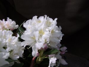 Rododendron ‘Cunningham’s White’ P23